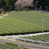 黄緑色の茶畑へ…お茶の芽の生長について