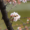 万代池の桜　その１