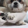 ペットの幸せをサポート
