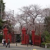 高田馬場の桜開花状況