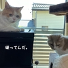 雨田甘夏、食べ方です。【猫と顎とベロ事情】