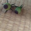 尻腐れでカルシウム剤