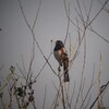 ワキアカトウヒチョウ(Spotted Towhee)