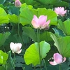 早朝散歩ー弘前公園のお濠に咲くハスの花🍃