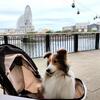 横浜 みなとみらい 愛犬とリバーサイド カフェレストランへ