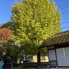 安神社の銀杏の木です。