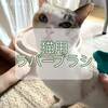 気になっていた猫用ラバーブラシをお試し！