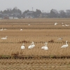 白鳥のたんぼ