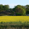 利根川の菜の花畑