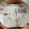 ミツバ発芽！・・・土をかけない代わりに新聞紙をかけて乾燥防止。