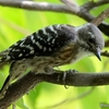 日本　文殊山の野鳥と百日紅（サルスベリ）