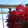 群馬県　妙義神社の紅葉