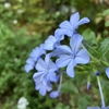 ほし氏の花見は四季問わず(8)