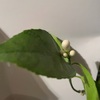 レモンの花のつぼみLemon flower buds