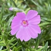 シバザクラ🌸とイモガラ🥔