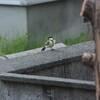 自宅🏡庭にシジュウカラ