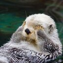 ぼのぼの日和