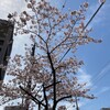 満開の桜と、子どもたちが迎える新環境。