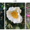 Plants in Shonan iPark Forest and Waka Poem, Camellia