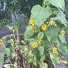 向日葵