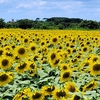 🌻ひまわり回廊行ってきたよ🌻