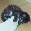 ことらです。