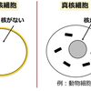 じじぃの「カオス・地球_407_46億年の地球史・第4章・ミトコンドリア」