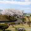 秋田大学鉱業博物館の桜並木（秋田県秋田市）