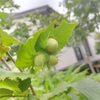 むむむ！のヘーゼルナッツ
