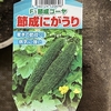 ゴーヤ苗を植えました