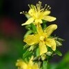 「桔梗」の雄しべ先熟、別の花で確認…。