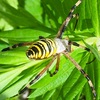 ナガコガネグモとの再会