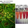 役立つ成分を含むアカネ科植物　　嗜好飲料コーヒー（コーヒーノキの種の焙煎抽出液）がカフェインを多く含むことはあまりにも有名．クチナシの実は山梔子，アカネの根は茜草として生薬となります．トコンは嘔吐シロップの原料であるとともにアメーバ赤痢の治療に用いられていました．そしてキナノキのキニーネはマラリヤのほぼ唯一の特効薬として長い間用いられました．キニーネの合成過程でみつかった色素は初めての化学染料であり後のアリザニン（アカネ成分）合成の成功と共に有機化学合成の幕開けとなりました．
