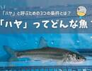 ハヤって魚知ってる？食べるとおいしいの？チャビングのススメ