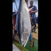 択捉島の漁師たちが人間サイズのマグロを捕獲した