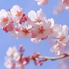 山梨の山奥にて、山桜を撮影しました