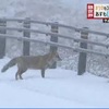 キツネもびっくり！？阿蘇で今季一番の積雪　