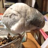 ほーちゃんも茹でピーナッツは好きな模様