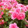 よしうみバラ公園のバラたち （66） ～ 花は心をあたためてくれる ～
