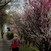 4月5日、用田の女坂、花桃が満開