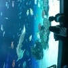 サンシャイン水族館へ