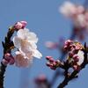 アタミハヤザキ〈熱海早咲　桜2024〉