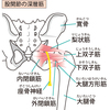 筋トレ始めるっていってもどんな筋トレすればいいの？ゴツくならない？