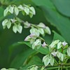 クサギの花