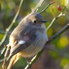 公園の野鳥達（１２月３０日）