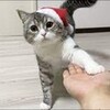 猫尽くし