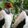 ベリーズ　ベリーズ細大の猛禽 King Vulture （キング　ヴォルチャー）