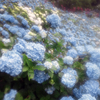 紫陽花の季節