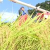上天草市で早くも早期米の稲刈り【熊本】  