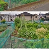 畑のものとか